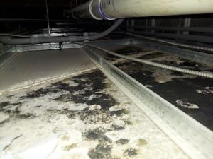 mold issues in your home or business