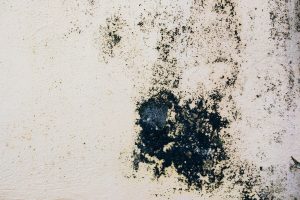 Mold Remediation: Thorough Inspection & Treatment